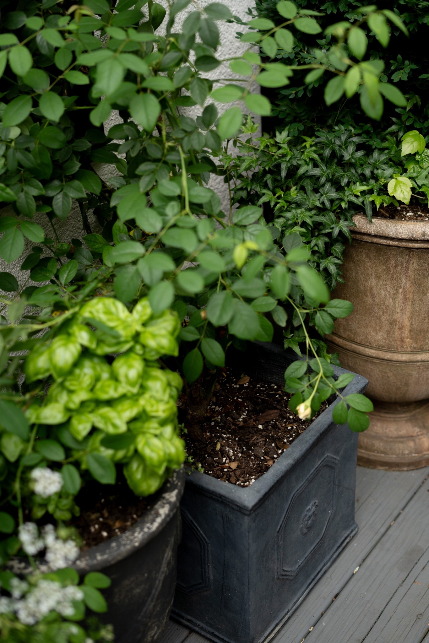 There’s just something magical about an outdoor space that feels like an extension of your home—and this patio is giving all the right vibes! I styled it with classic black and white pieces, layered in cozy textures, and brought it to life with lush greenery and topiary trees. That fountain? It adds the dreamiest sound and makes the whole space feel like a European courtyard. I even tucked in a few veggies and herbs—because why not mix gorgeous and functional? Whether you're hosting friends or sipping coffee solo, this setup is equal parts chic and comfortable.


#LTKSeasonal #LTKSummerEdit #LTKHome