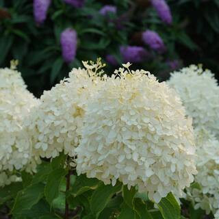 1 Gal. Puffer Fish Panicle Hydrangea (Paniculata), Live Plant, Shrub, White to Pink Flowers | The Home Depot