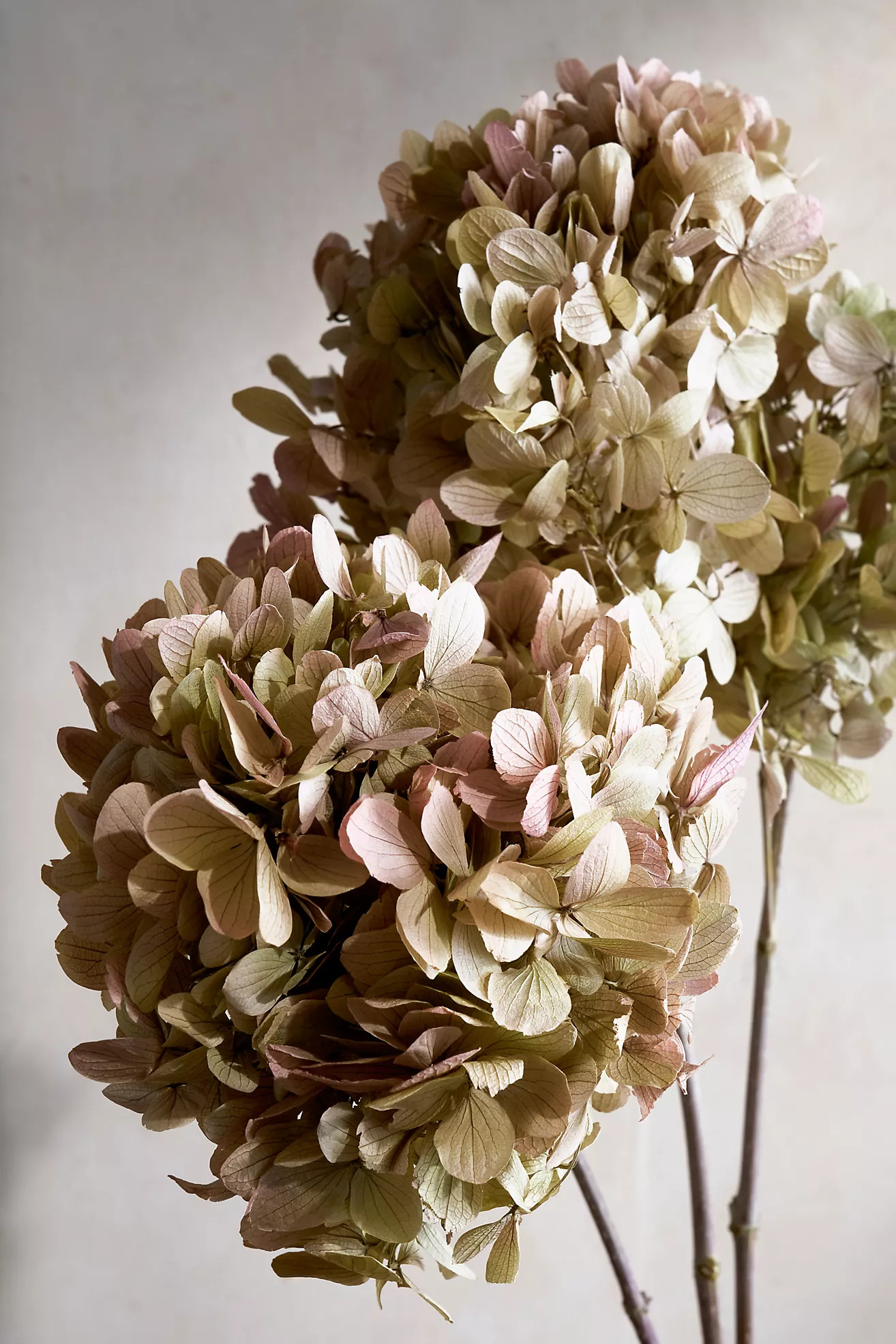 Preserved Hydrangea Grandiflora Bunch | Anthropologie (US)