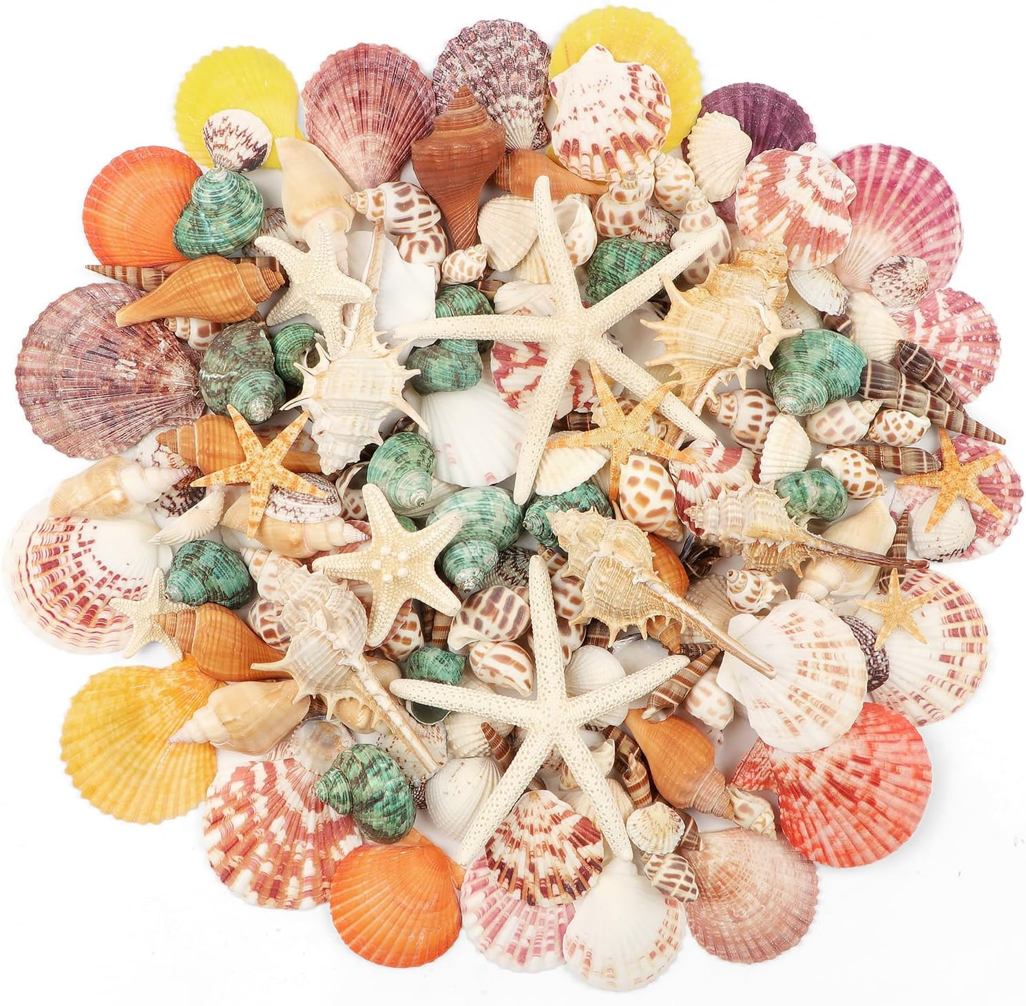 Fangoo 1.5 LB Mixed Beach Sea Shells, 130+ PCS Natural Seashells Starfish | Amazon (US)