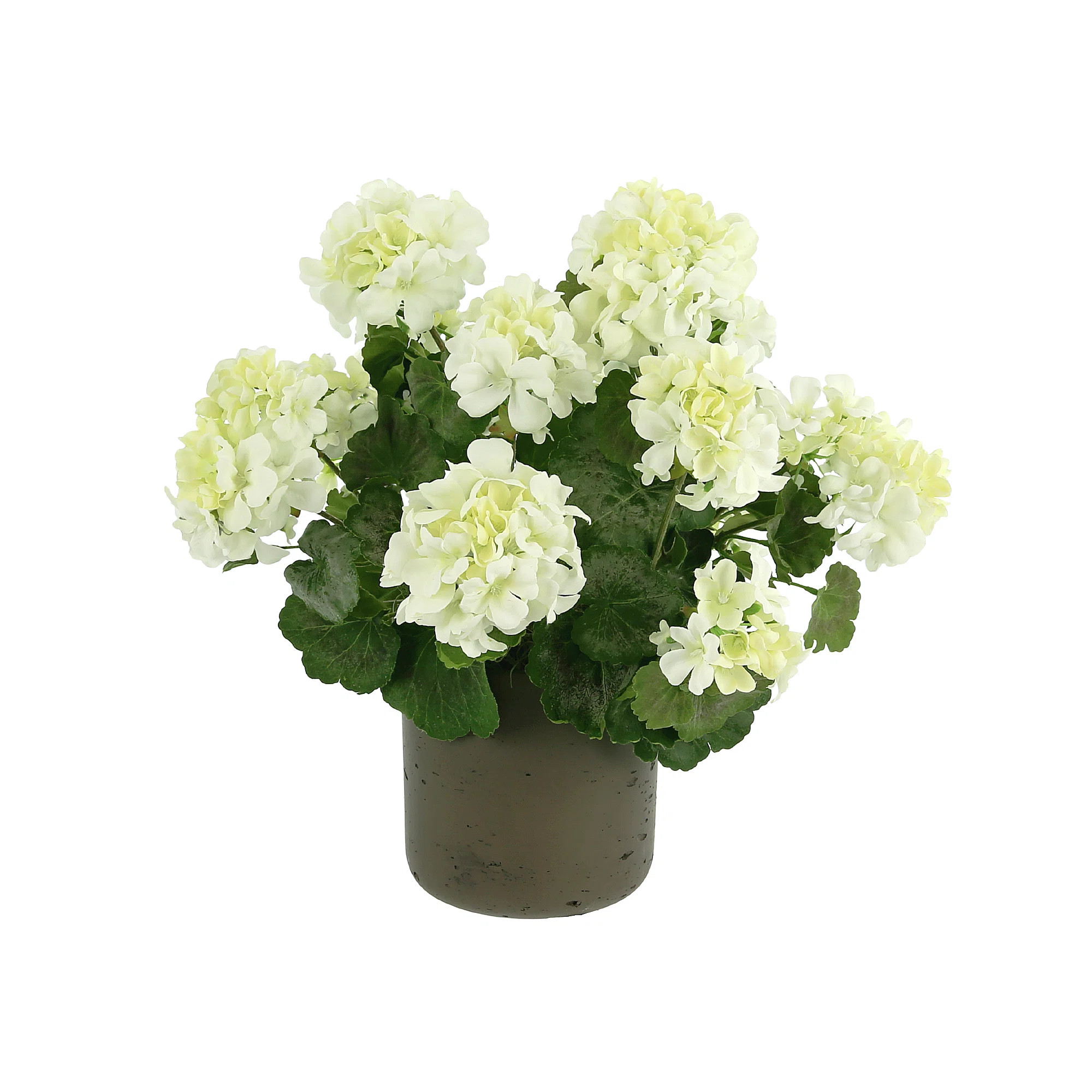 Outdoor Geranium in Fiberstone Pot | Wayfair North America