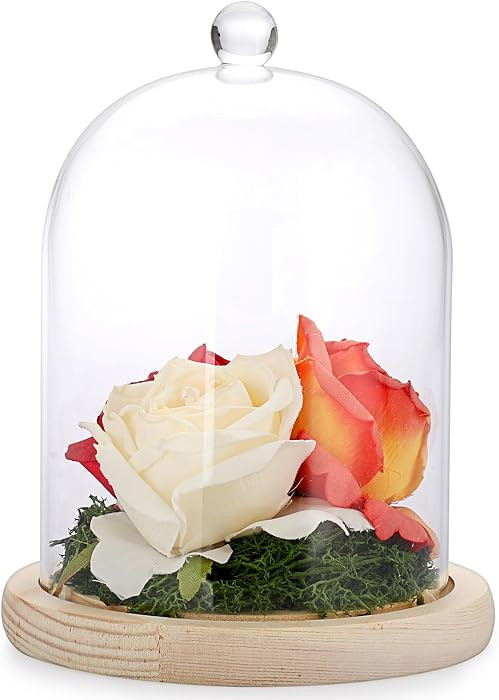 Hipiwe Glass Cloche Display Dome Bell Jar with Wood Base Clear Display Case Decorative Dome Showc... | Amazon (US)