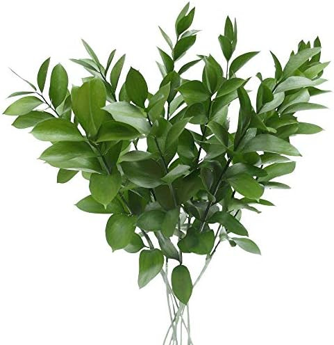 GlobalRose 60 Stems of Ruscus Leaves - Fresh Flowers for Delivery | Amazon (US)