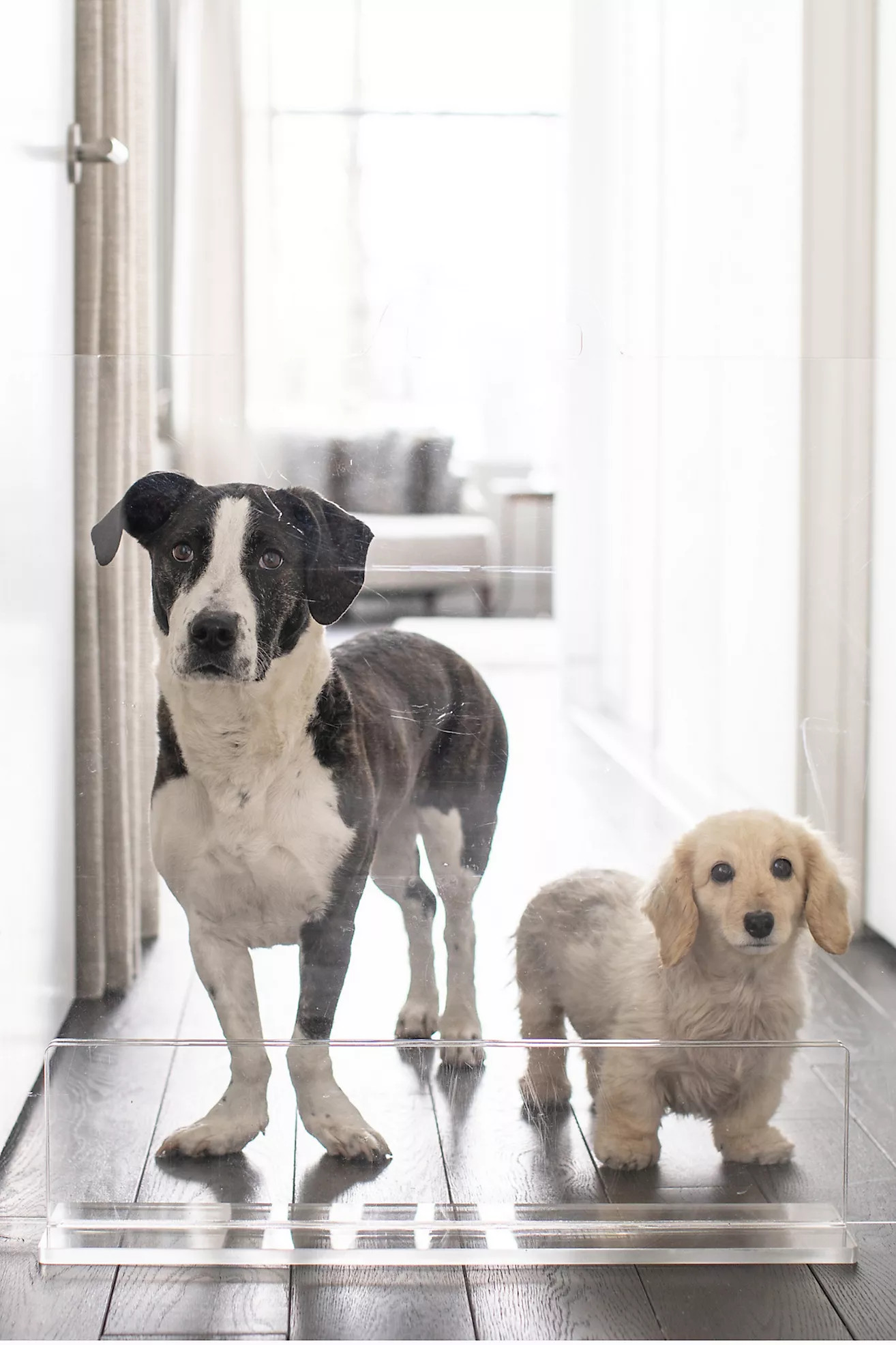 Hiddin Clear Freestanding Acrylic Dog & Cat Gate Panel | Anthropologie (US)