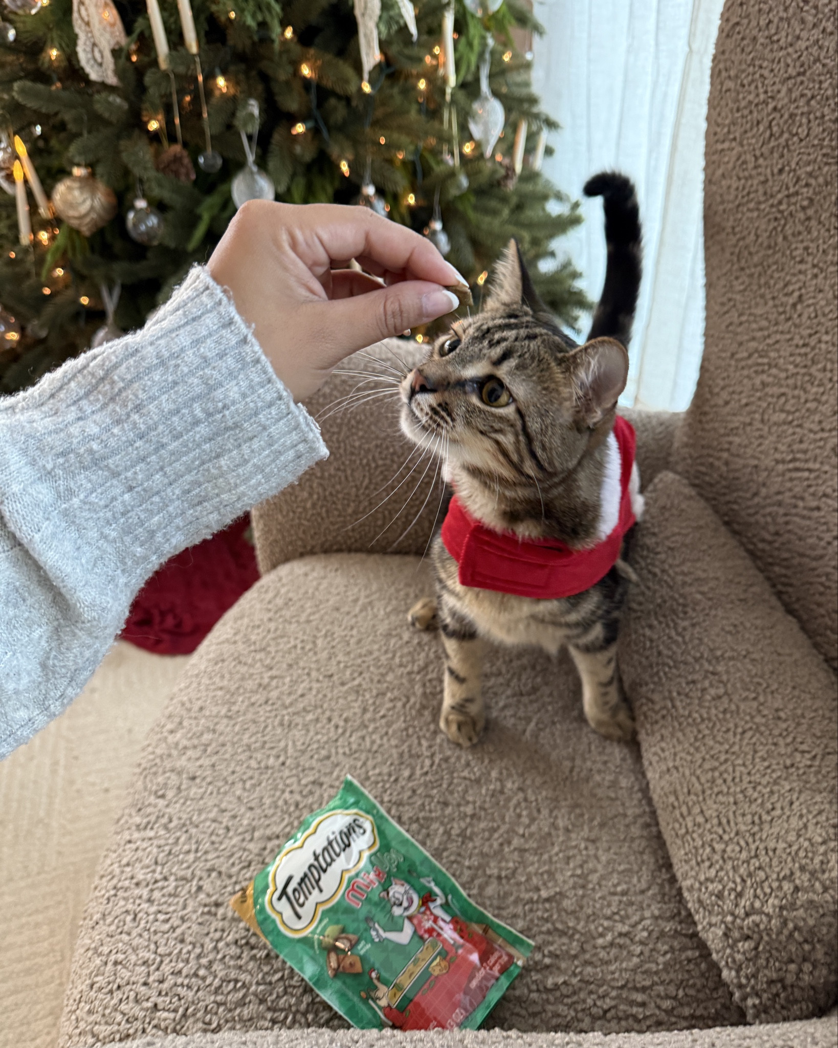 #PetcoPartner #Ad
The pets are officially in their festive era! Thanks to @Petco for being our one-stop shop for treats, toys, and holiday sweaters with same-day curbside pickup!