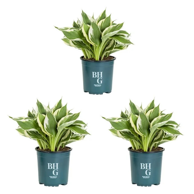 Better Homes & Gardens 2.5QT White Variegated Hosta Live Plant Grower Pot Shade (3 Pack) | Walmart (US)