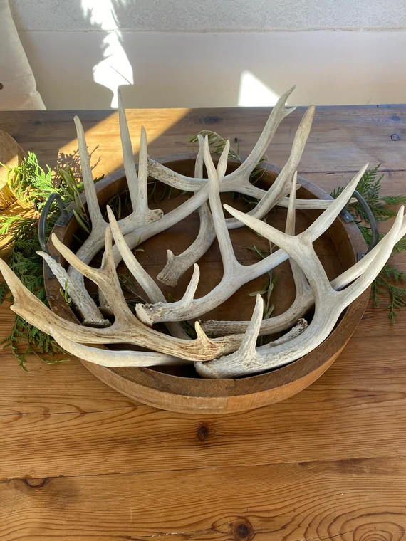 Natural Small Medium and Large Antler Deer Sheds | Etsy | Etsy (US)