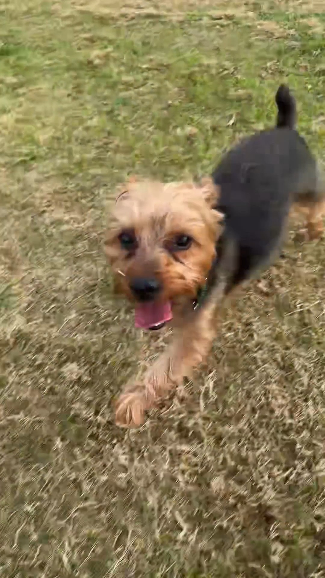Chewie actually enjoyed the park today. He gets a lot of anxiety outside of home but today he explored and even had a little foot race with me. 

#LTKdayinmylife #LTKActive