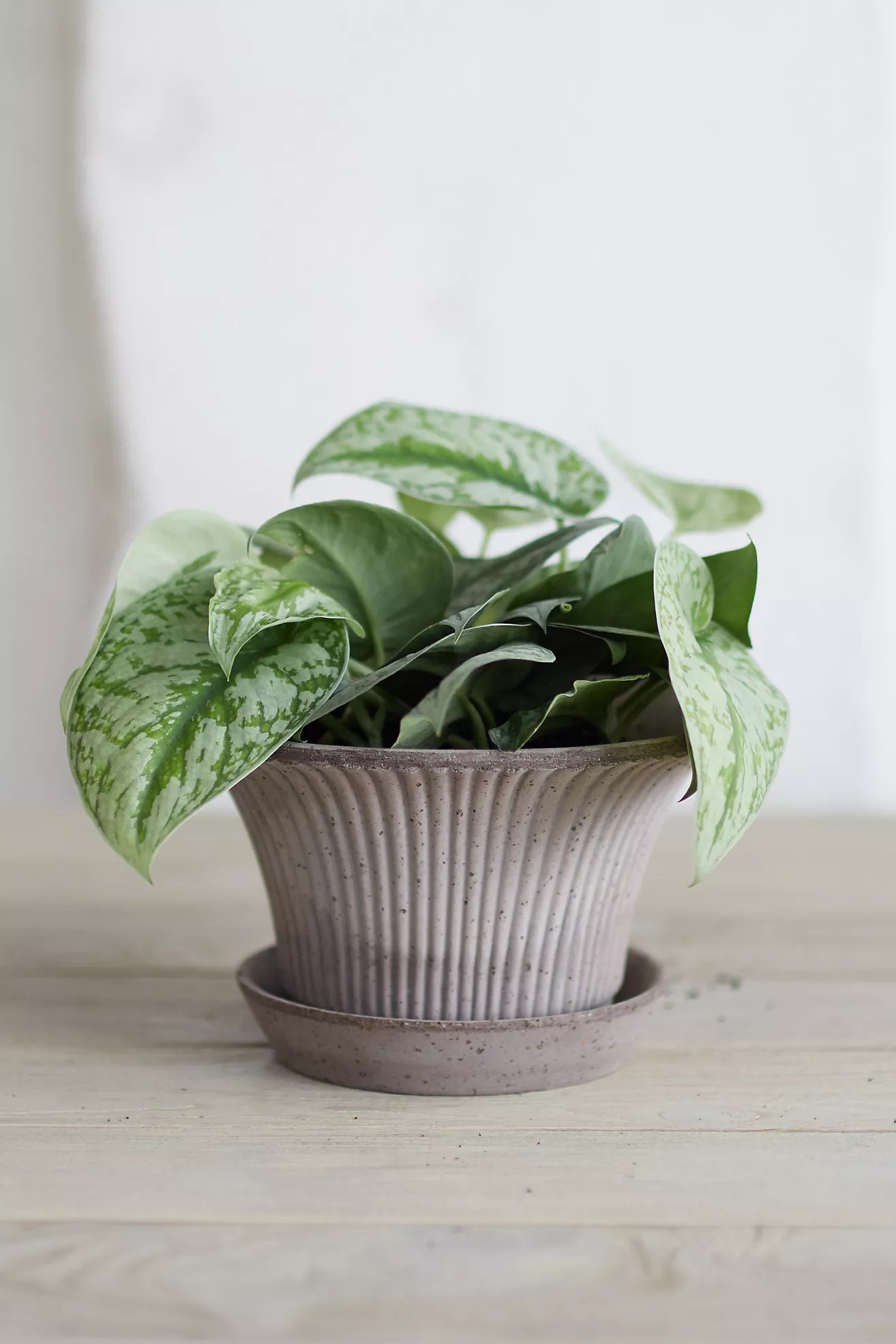 Bergs Fluted Pot + Saucer Set | Anthropologie (US)