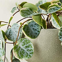 Potted faux 8” plant 

We love this realistic faux plant by CB2  

#LTKHome #LTKNYFW #LTKU