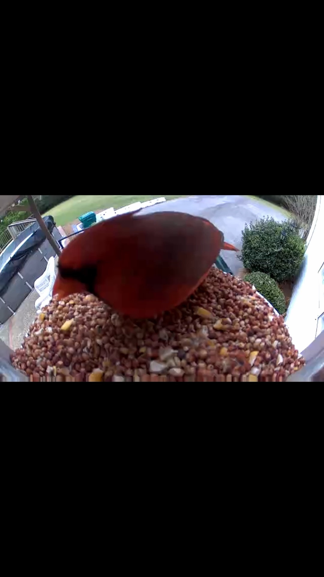 Our bird feeder with a camera - we love it! 

#LTKSeasonal #LTKdayinmylife