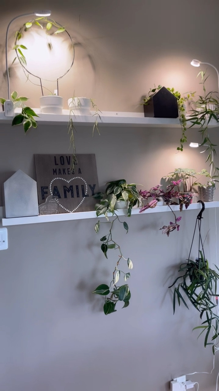 I absolutely love the Sansi pot clip lights! If you’re like me, you’ve probably wondered what the difference is between the 5W and 10W clips—besides the price.

Let’s start with the 10W model. This one has a significantly higher output, making it much brighter and capable of covering a larger area. It’s also great for sunstressing Hoyas due to its intensity. Another big advantage is its longer cord and neck, which I found essential for reaching the left side of my shelves. Thanks to this, I can finally light up that side and add more plants—something I’m thrilled about!

That said, I’ve been using the 5W pot clip lights for over two years with fantastic results. While I now prefer the brighter strength of the 10W version, the 5W lights have consistently delivered excellent growth for the 2–3 plants positioned directly underneath them. I have no plans to stop using them—they’re tried and true! And perfect for many situations!



#ilovehoyas #hoyacollector #hoyahead #hoyaappreciation #hoyacollection #plantsmakemehappy #ihavethisthingwithplants #hoya #easilydistractedbyplants #plantsmakepeoplehappy #planttips #themoreyouknow #plantsinmyhome #plantsinmyspace #amazonfinds #ltkfind #plantshelf #plantshelfie #indoorgardening #hoyahead #plantinspiration #plantjournal #houseplantcommunity #plantcollection #greenthumb #trailingplants #greenyourfeed #growlightsetup #growlights #sansilight #sansi

#LTKWatchNow #LTKStyleTip #LTKHome