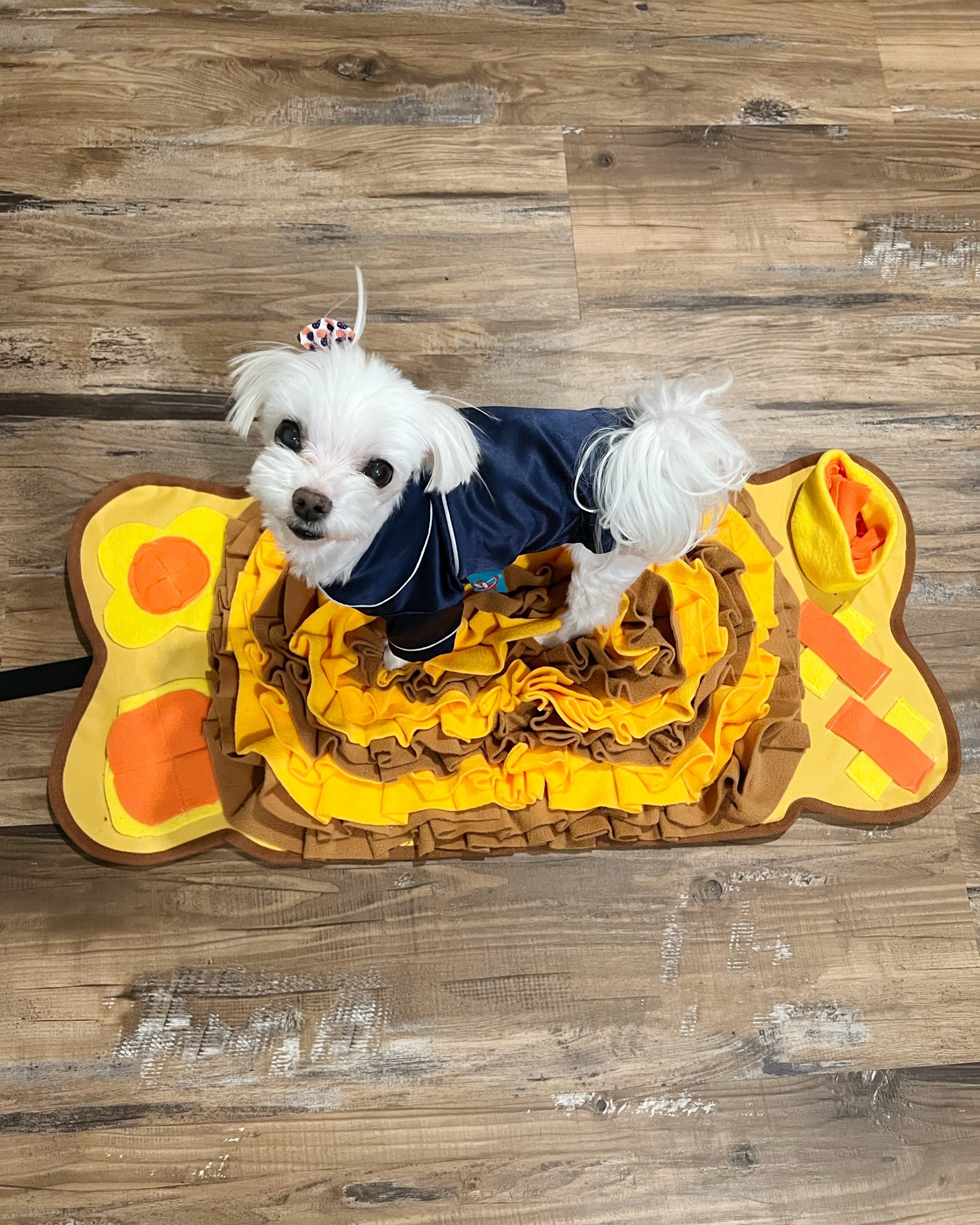 toozey dog snuffle feeding mat and blue silk satin dog pajamas. Perry wears a size small is almost 5lbs and chest measurement of 13.5" 

#LTKunder100 #LTKunder50

#LTKfamily