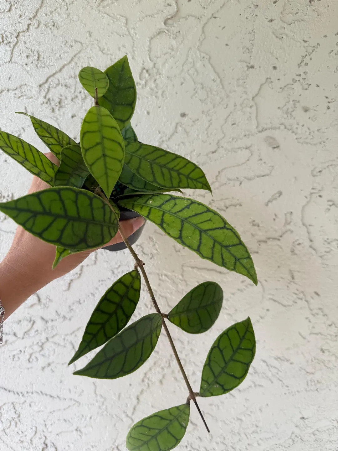 04” Hoya Finlaysonii - Etsy | Etsy (US)