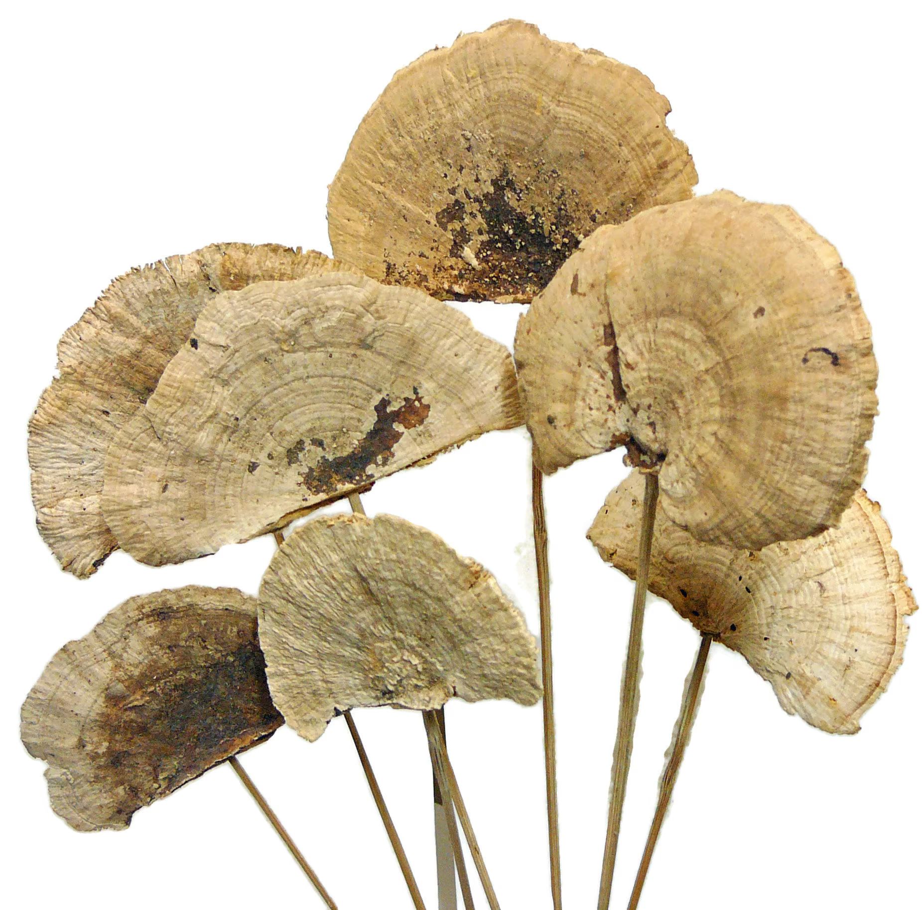 7 Dried Sponge Mushrooms on a Stick Dried Natural Mushrooms | Etsy | Etsy (US)