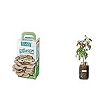 Back to the Roots Organic Mushroom Growing Kit + Grow Your Own Organic Cherry Tomato Self-Watering P | Amazon (US)
