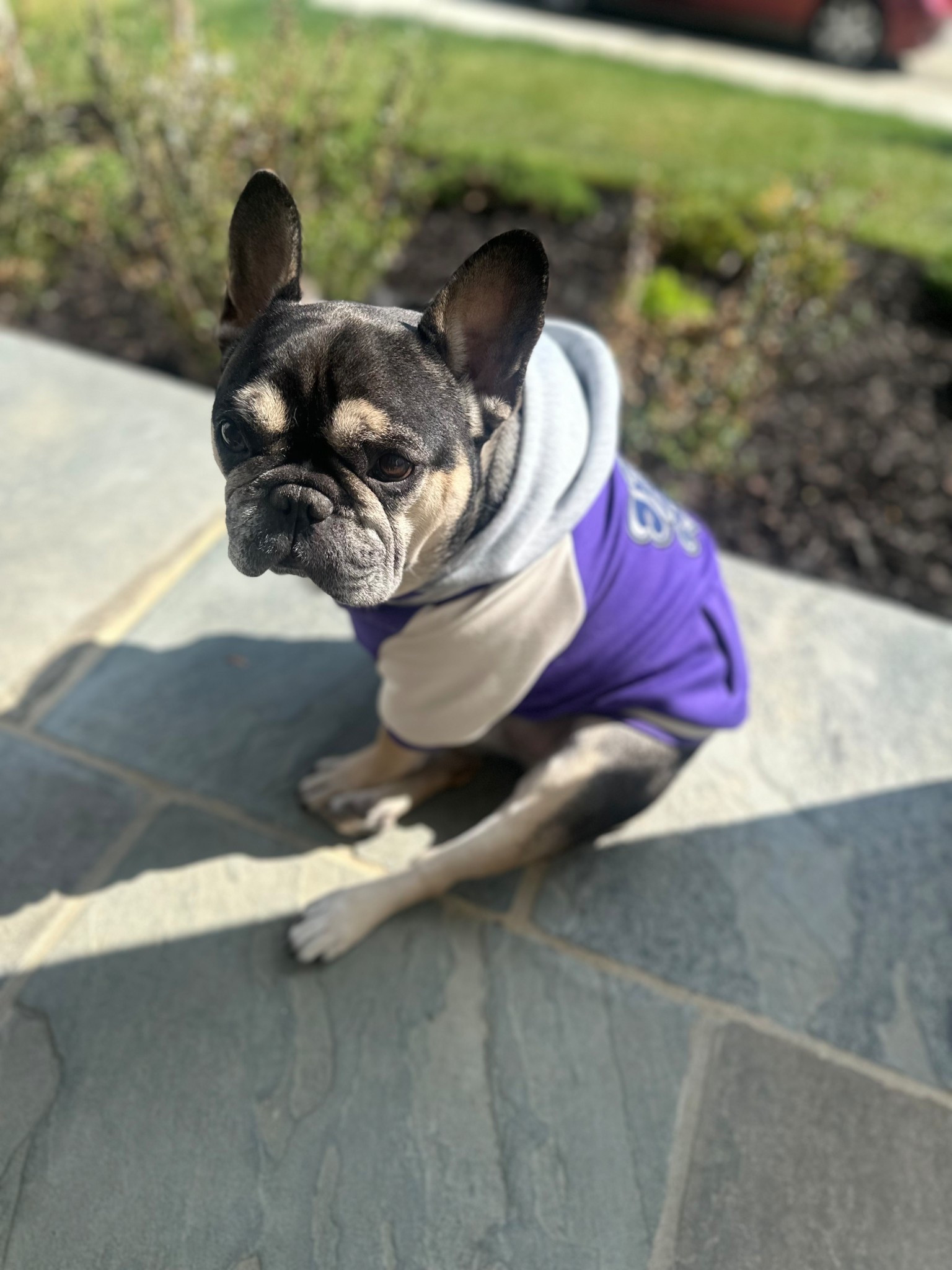 Two things you need to know about Deuce:

1. He WILL find the sun to sunbathe ☀️
2. He goes nowhere without a hoodie 😎

This little varsity jacket from Amazon is his current obsession 🐶 It actually fits his wide neck without being too long in the back (frenchie moms, you get it 😩👏🏽)

Super cozy, great quality, and easily one of the cutest dog outfits I’ve ever put him in 🤍 Linking this dog varsity jacket, frenchie clothes, and pet outfits on my LTK

#dogstyle #frenchie #dogoutfit #petstyle #amazonfinds #dogmom #ltkpet #cozyfits