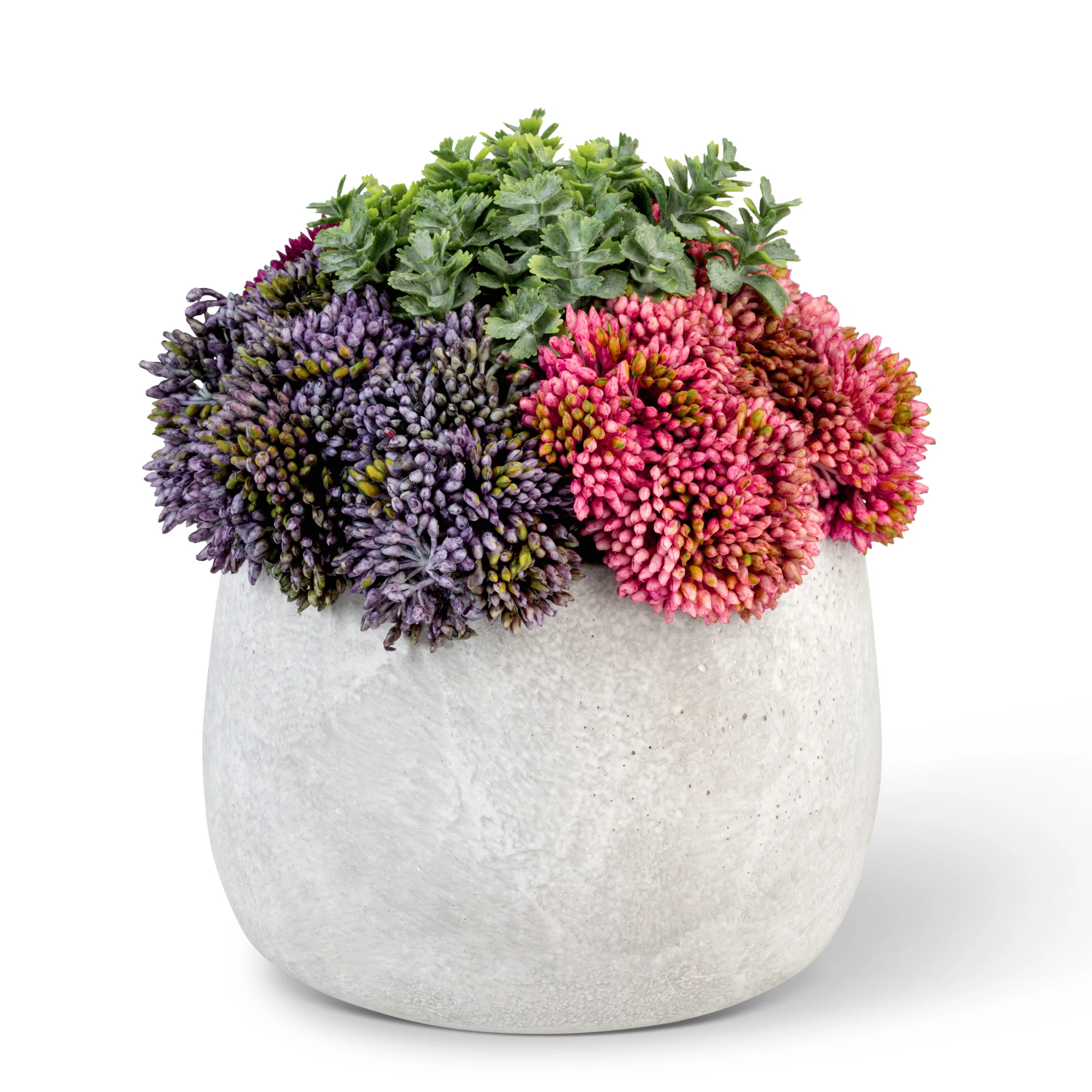 Functional Beauty Sedum Arrangement | Wayfair North America
