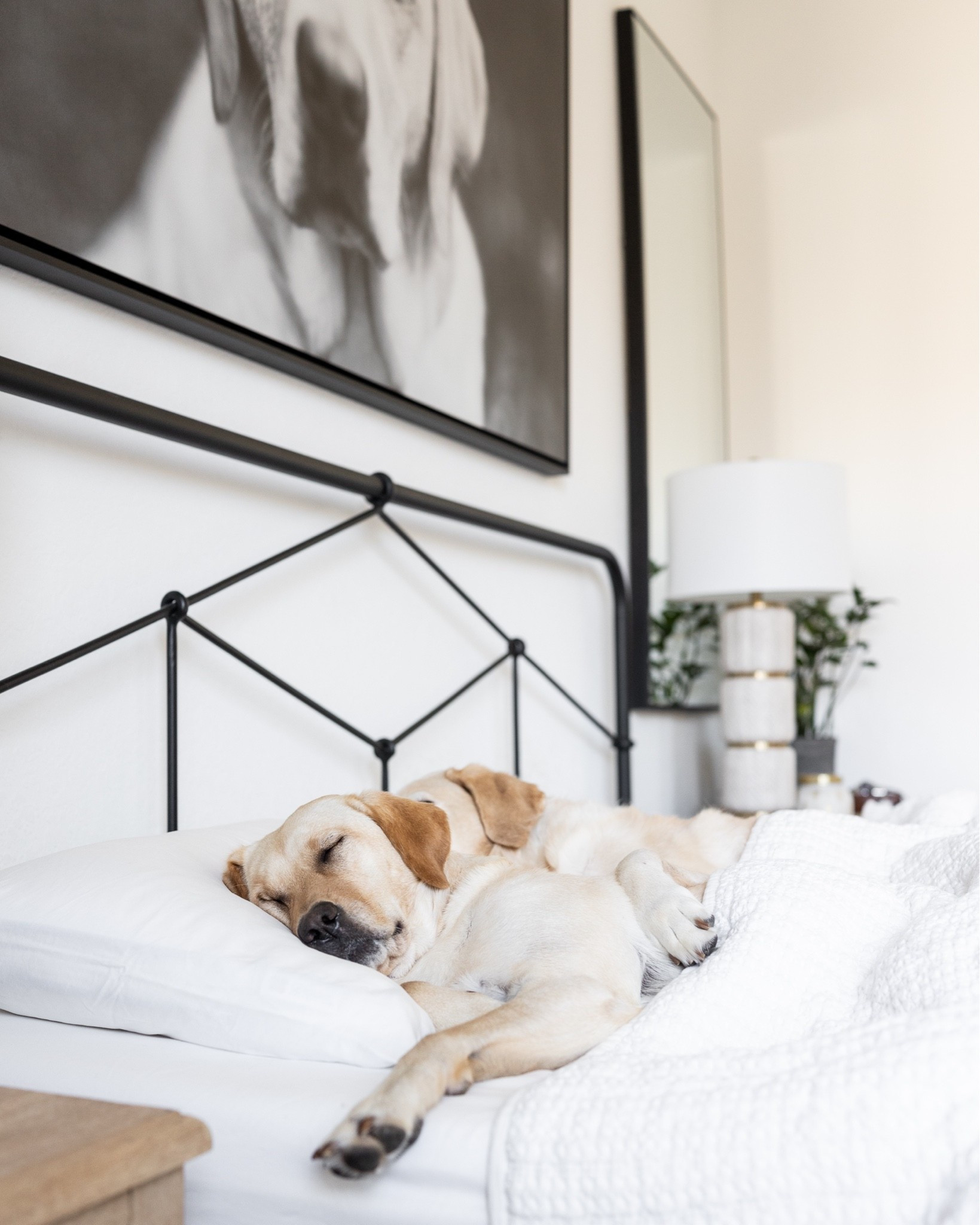 My favorite piece of bedding is this Honeycomb Quilt from Pottery Barn! Just the perfect amount of texture and dog approved 🫶🏼

#LTKHome