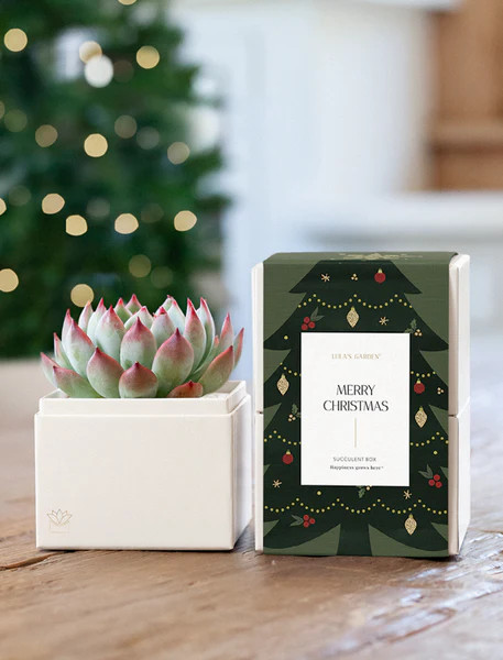 Christmas Bliss Garden | Lula's Garden