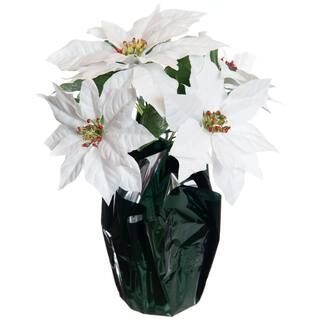 White Potted Poinsettia with Green Foil by Ashland® | Michaels Stores