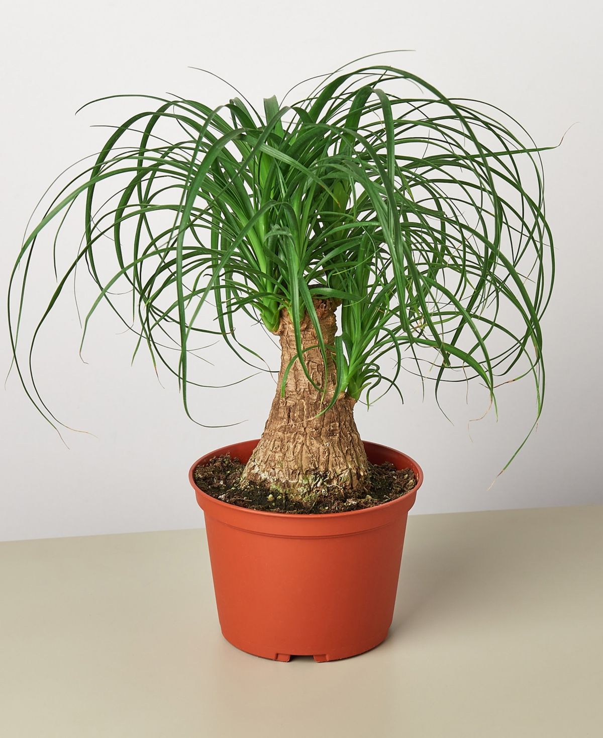 Palm 'Ponytail' Live Plant, 6" Pot | Macys (US)