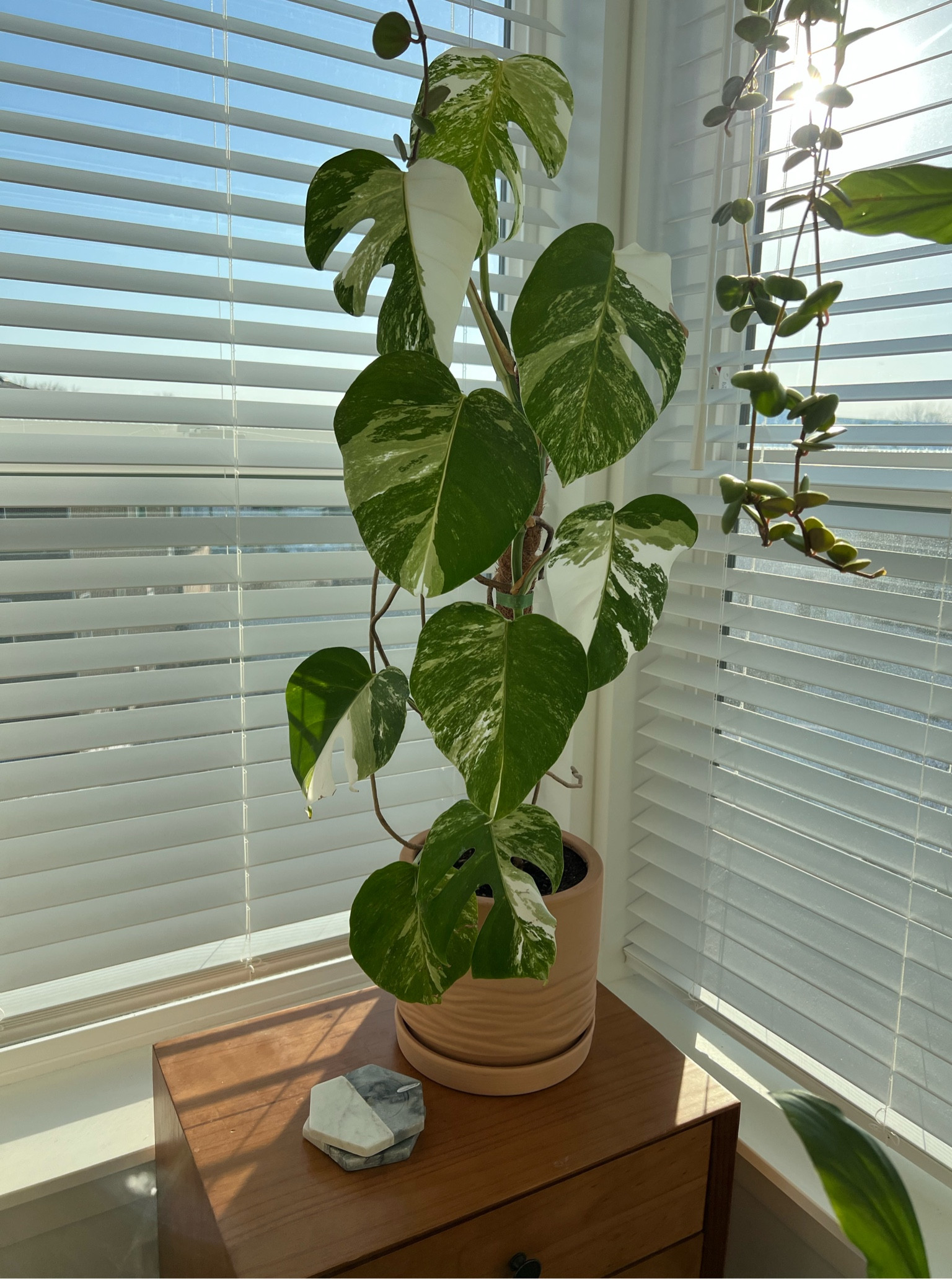 The perfect plant for my Monstera Albo 😍 

#LTKunder50 #LTKhome #LTKGiftGuide