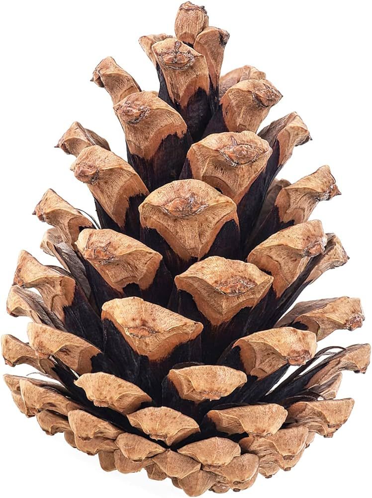 20 PineCones 3" to 4" Tall, Bulk Package in a Protective Box, Bug Free, All Natural, UNSCENTED, P... | Amazon (US)