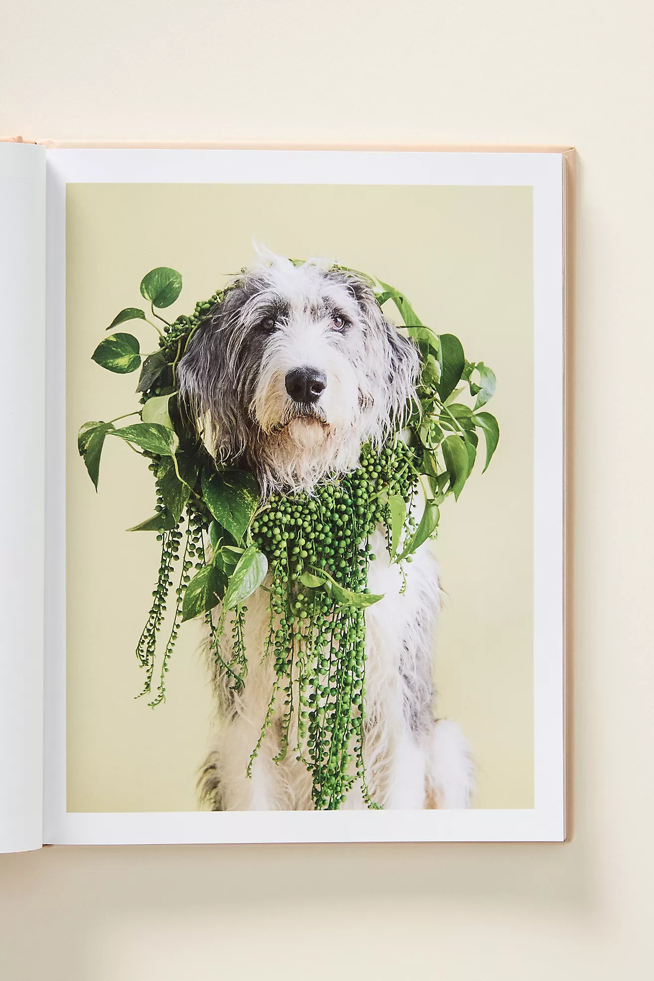 Cone of Shame Dog Hardcover Book | Anthropologie (US)