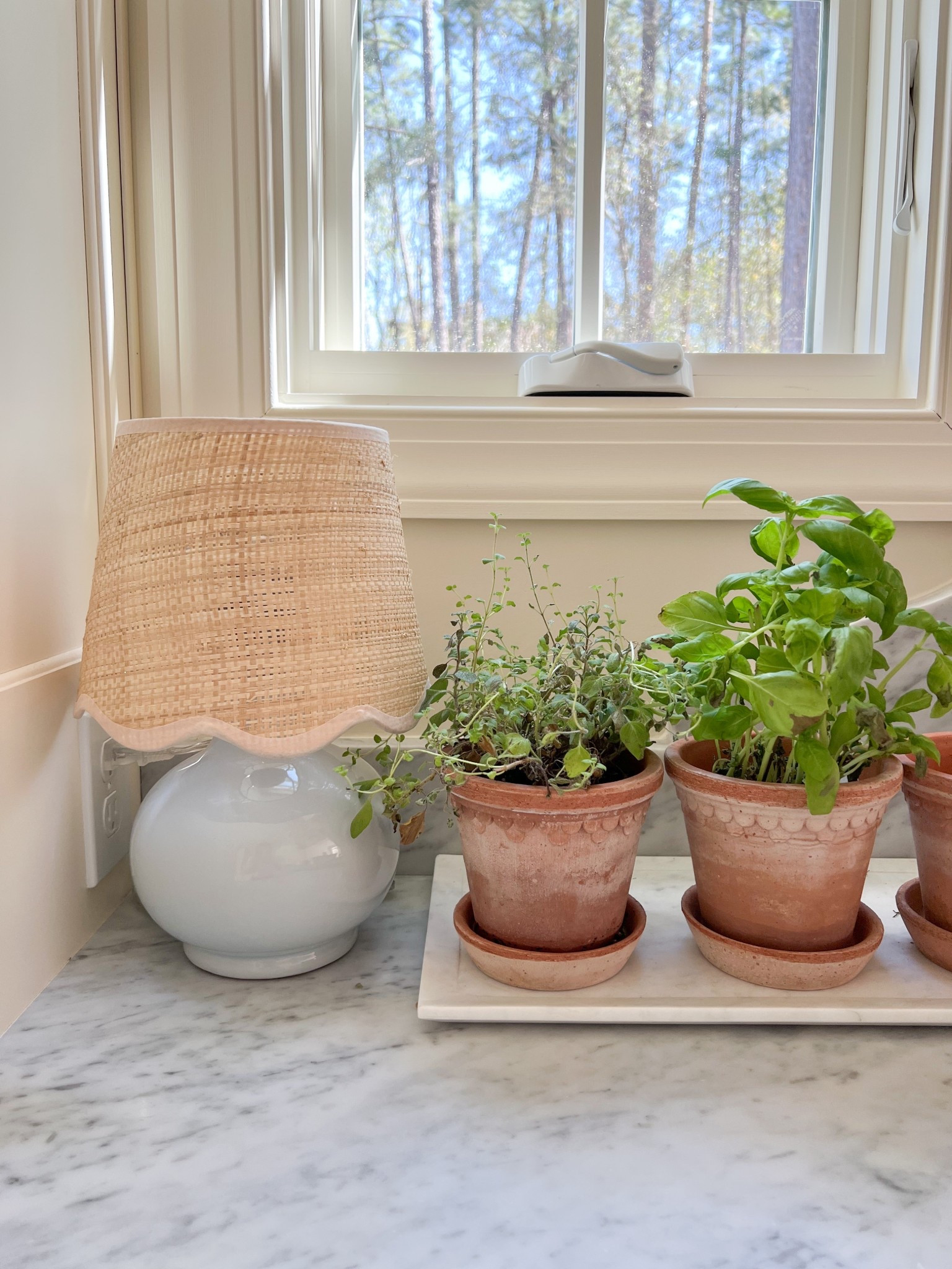 Size Medium terracotta pots 🪴