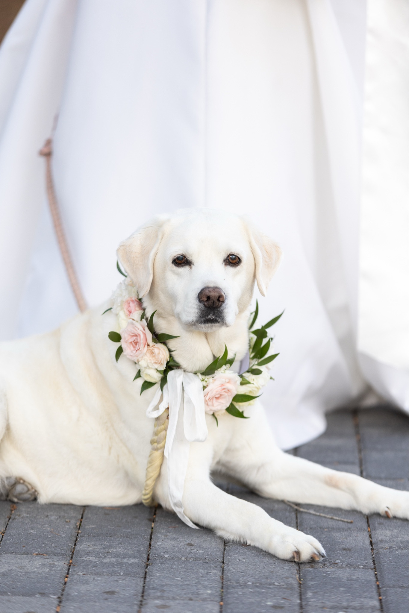 Dog details for your wedding!! 

#LTKWedding