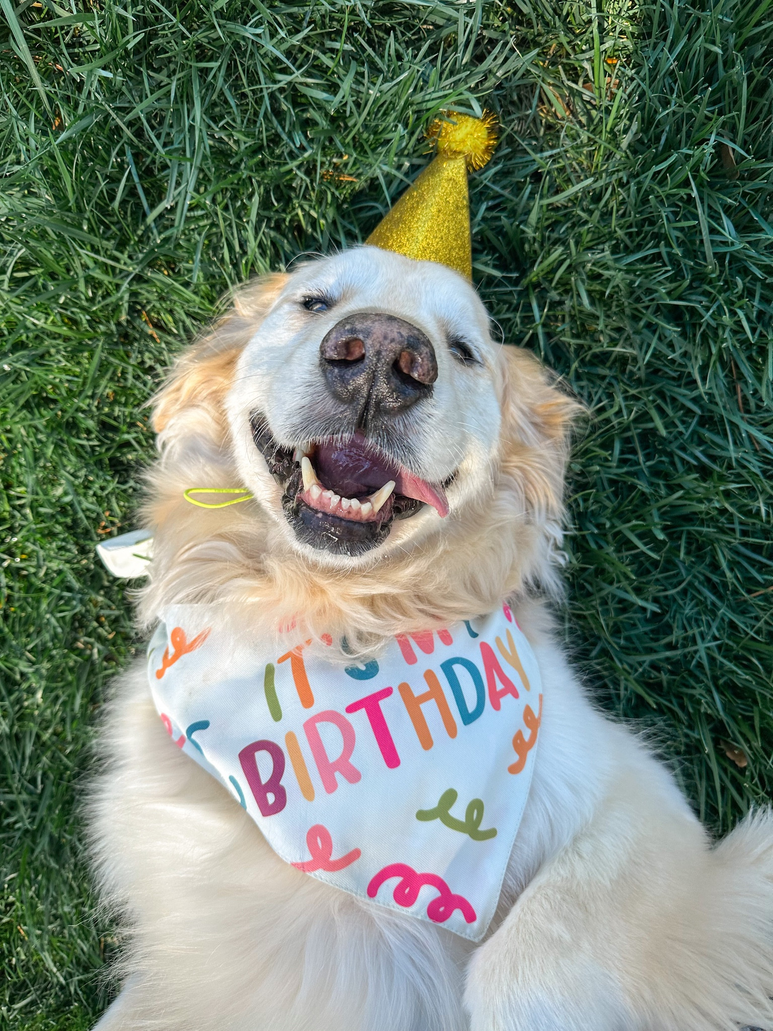 Because all dogs deserve a birthday celebration! #LTKpets #LTKdog