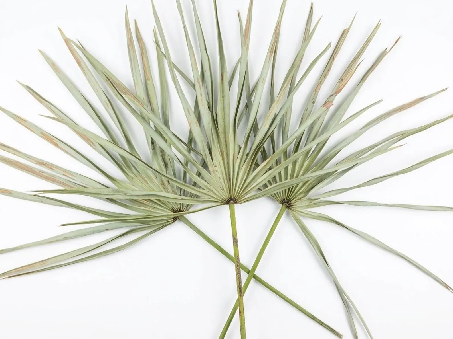 Dried Palmetto/Palm Fronds and Leaves (3 Pack) | Etsy (Global)