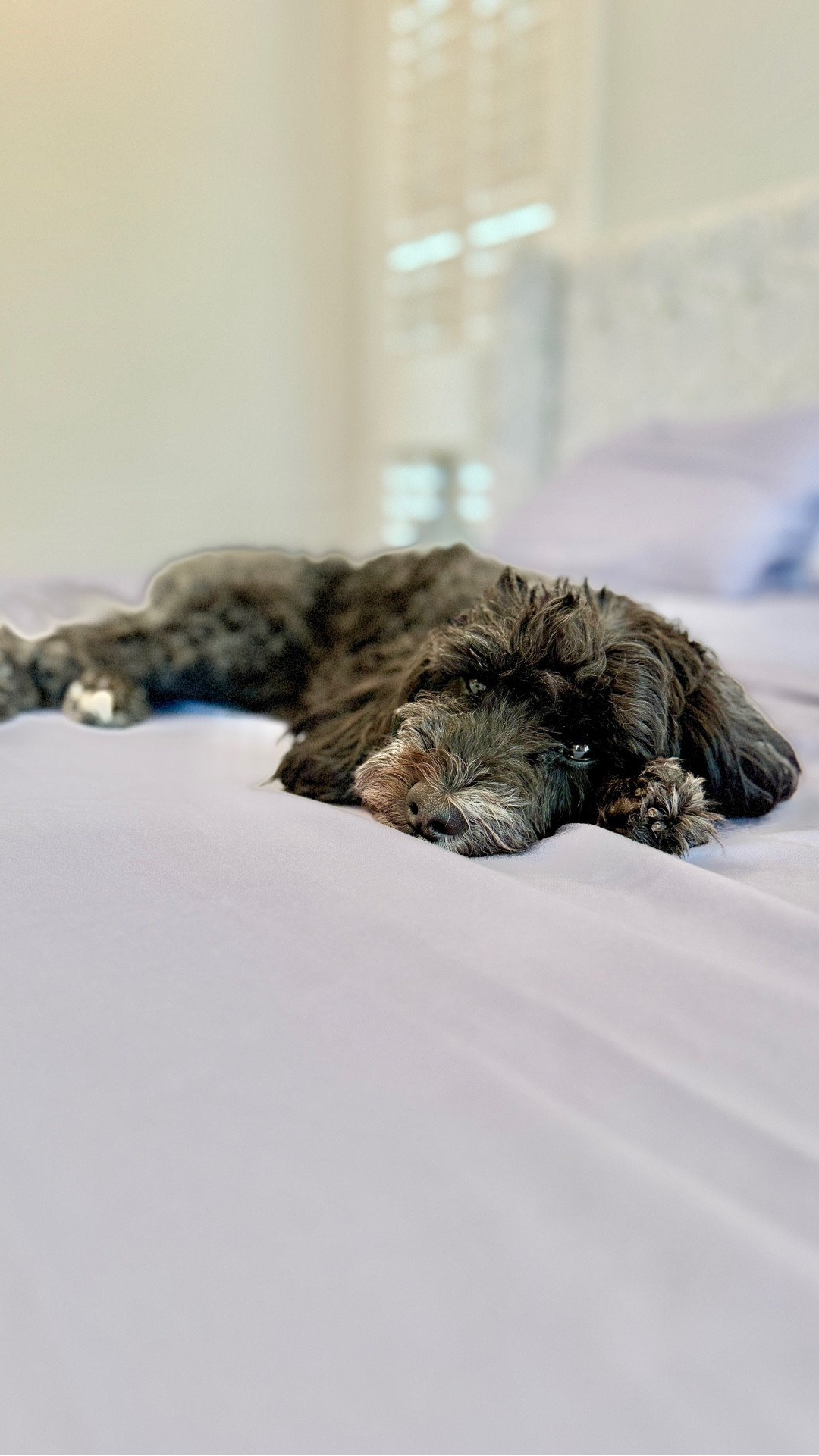 these sateen sheets are a whole situation over here 😅🐶
duffy claimed them immediately… and now my kids are all obsessed too (had to order Logan his own 🙃)
SO soft, cooling, and that hotel sheet feel but better 🤍


#LTKmomlife #LTKdayinmylife #LTKHome