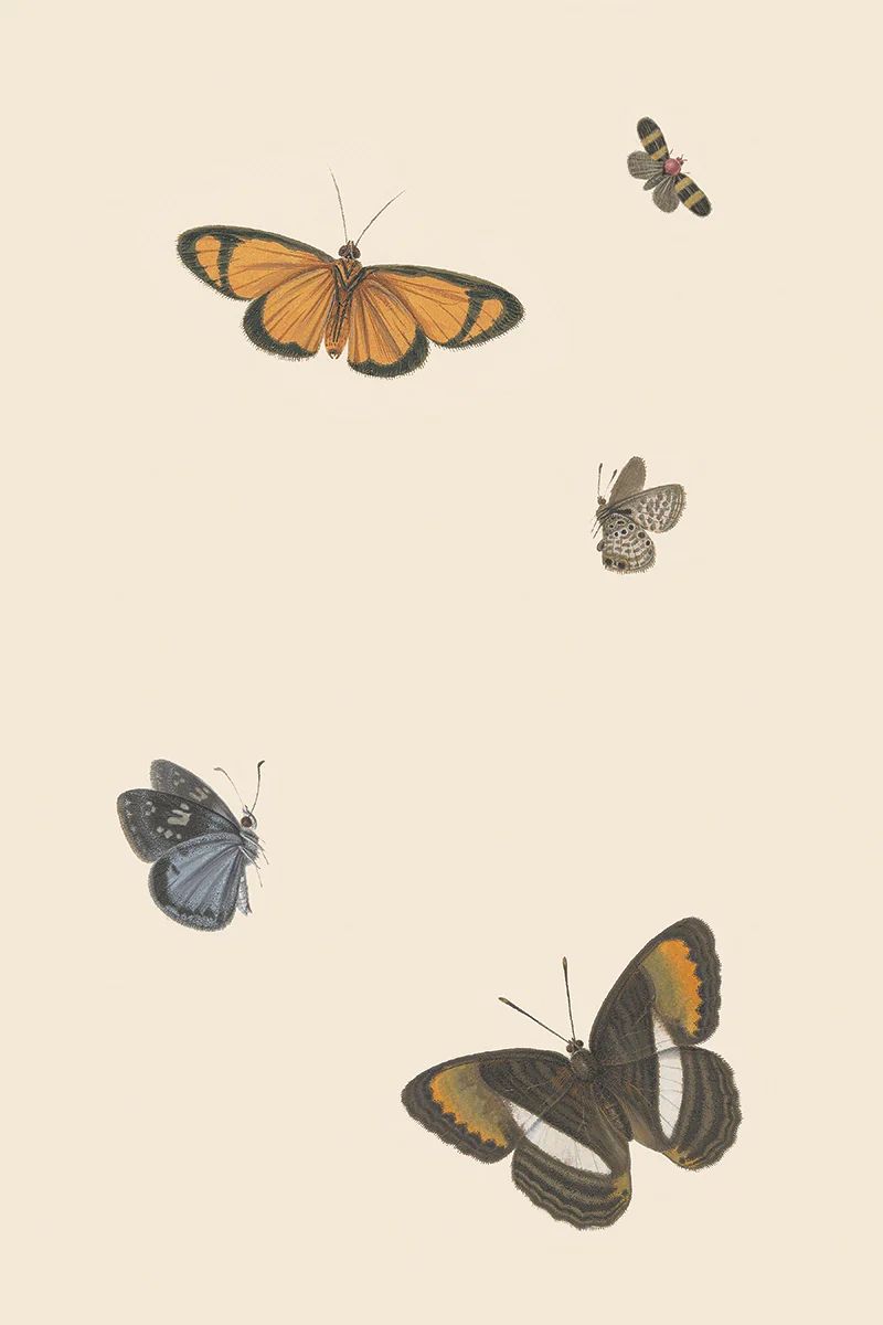 Butterflies II | Juniper Print Shop