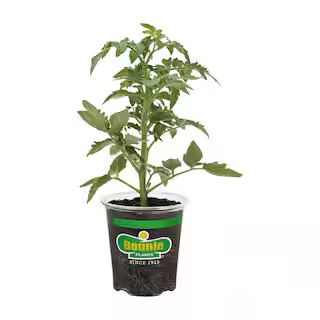 Bonnie Plants 19 oz. Red Beefsteak Heirloom Tomato Plant 0216 - The Home Depot | The Home Depot