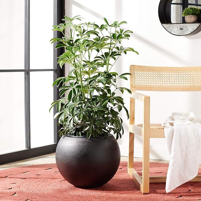 Safavieh Outdoor Collection Gerand Black Concrete Planter (Fully Assembled) | Amazon (US)