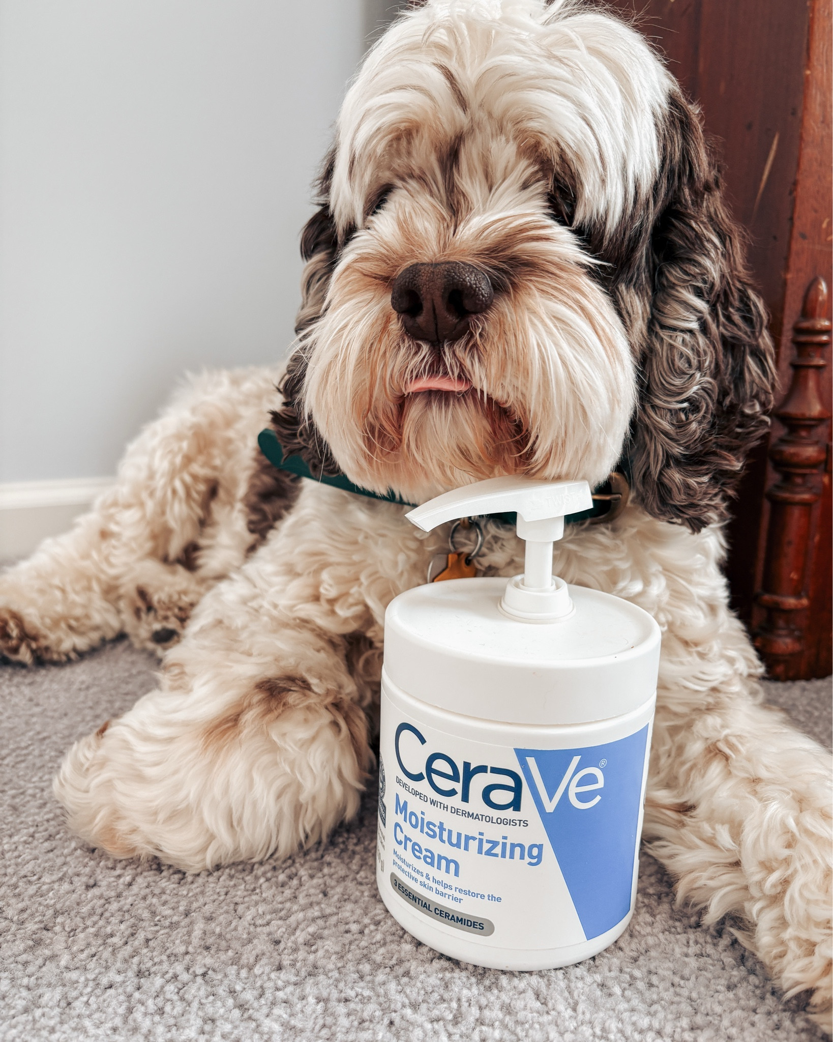 be honest… you stopped because hes cute right? 🐶

anyway
go hydrate your skin & use CeraVe 🤍

#cerave #skincareroutine #dogsoftiktok #stayhydrated

#LTKselfcare #LTKmorningroutine #LTKmomlife