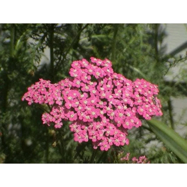 250 PINK Cerise QUEEN YARROW Achillea Millefolium Flower Seeds | Walmart (US)