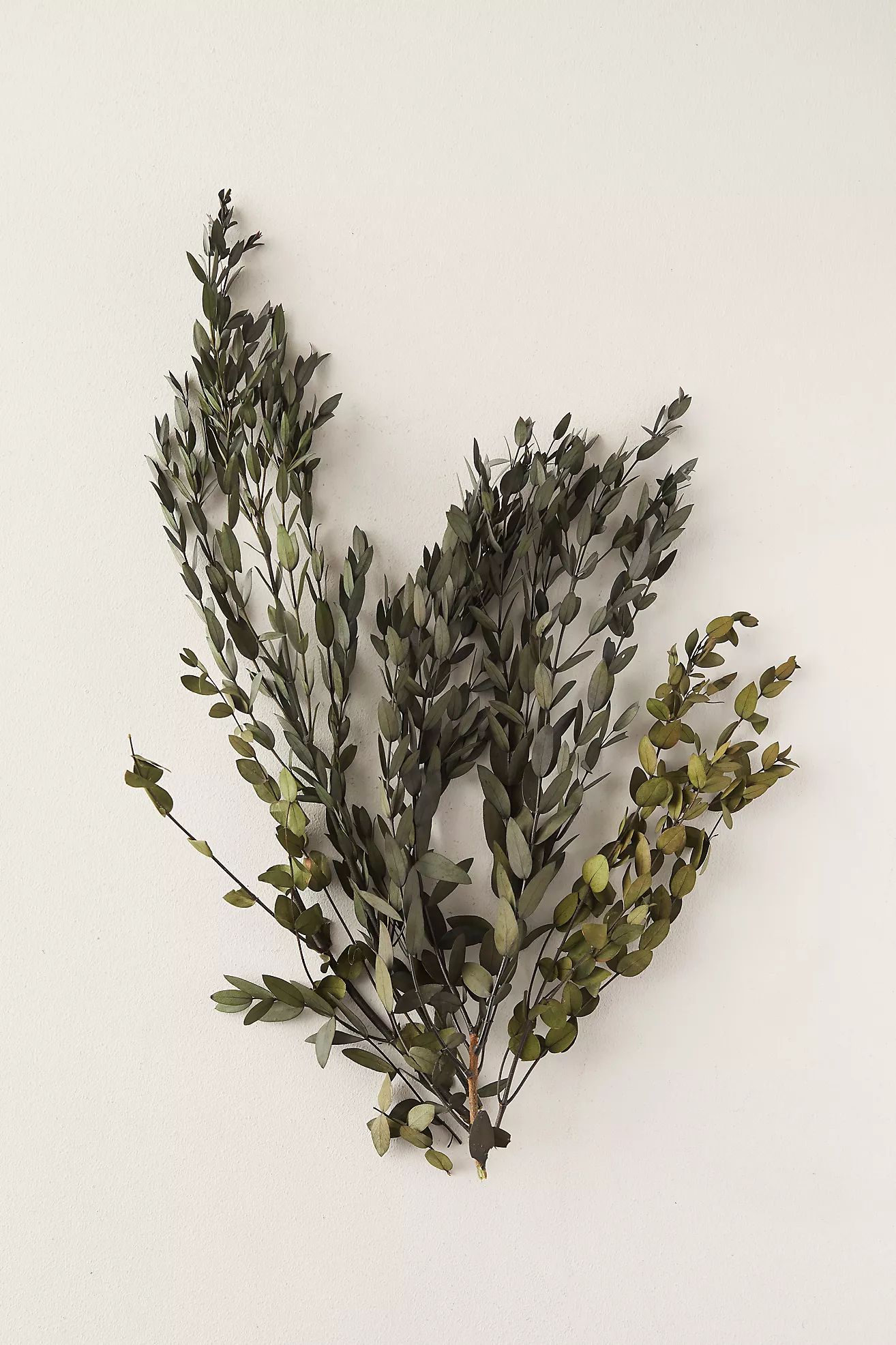 Preserved Parvifolia Eucalyptus Bunch | Anthropologie (US)