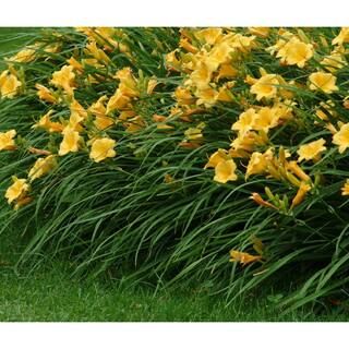 2.75 Qt. Yellow Daylily Plant-DAYLY1GYEL1PK - The Home Depot | The Home Depot