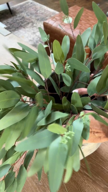If you’re looking for affordable, beautiful, and easy to style greenery for the winter to spring (and even year round) transition let it be there! These seeded eucalyptus stems come in a bundle of 3 on Amazon for $24 (I have two bundles of 3 here) and they’re perfect!! 

#LTKfindsunder50 #LTKhome #LTKstyletip