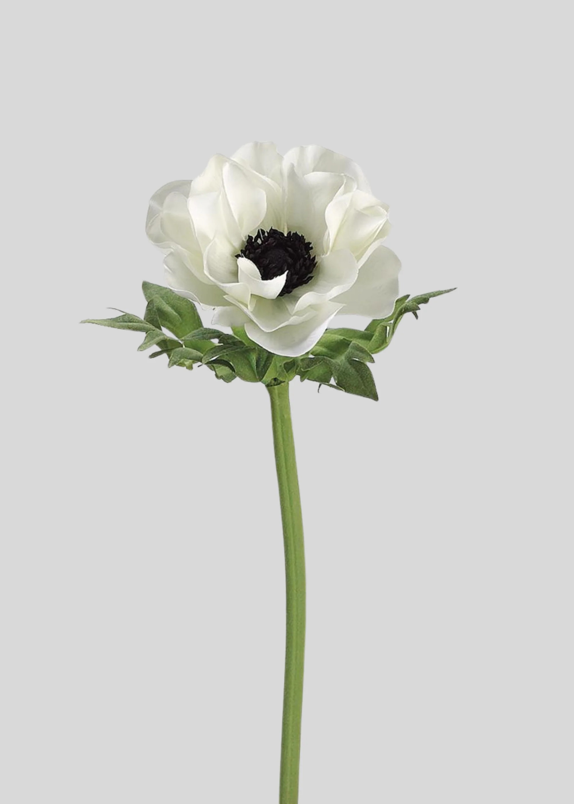 Cream Anemone Flower Stem | Realistic Artificial Botanicals | Afloral | Afloral