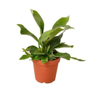 Staghorn Fern (Platycerium) Plant in 4 in. Grower Pot 4_FERN_STAGHORN | The Home Depot