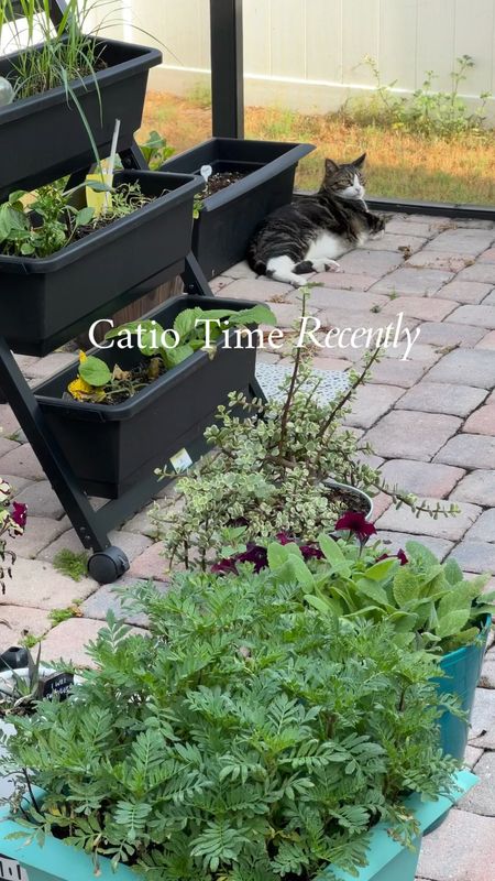 My favorite patio gardening pieces - planters, seed packs, and more 🍃🪴

#LTKfamily #LTKhome #LTKSeasonal