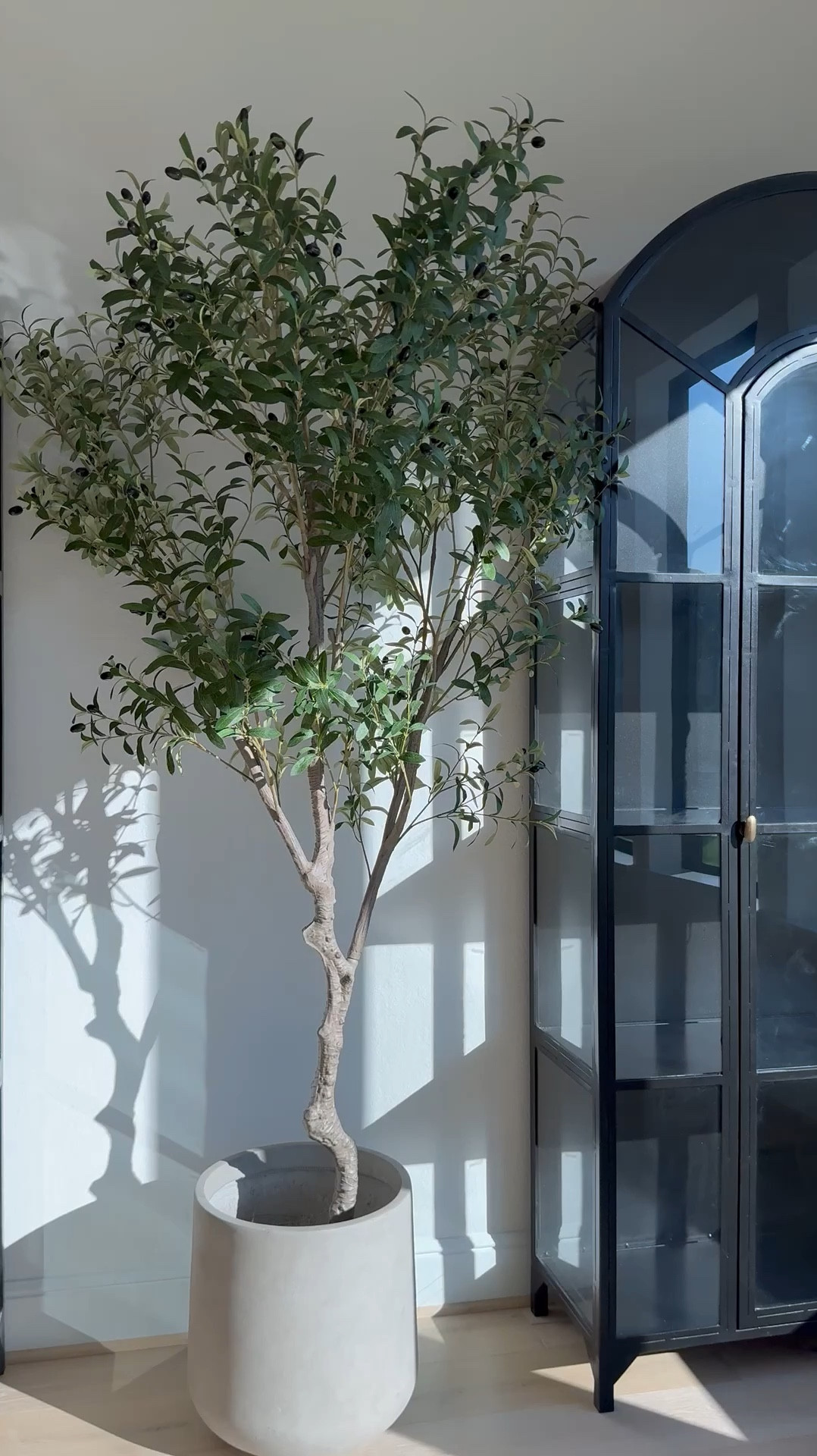 This stunning olive tree comes in two sizes and is perfect for adding greenery to any space! The planter comes in 3 sizes and comes in various colors! 

Shop below! 🫶🏽🤍🫶🏽#LTKVideo

#LTKHome #LTKStyleTip