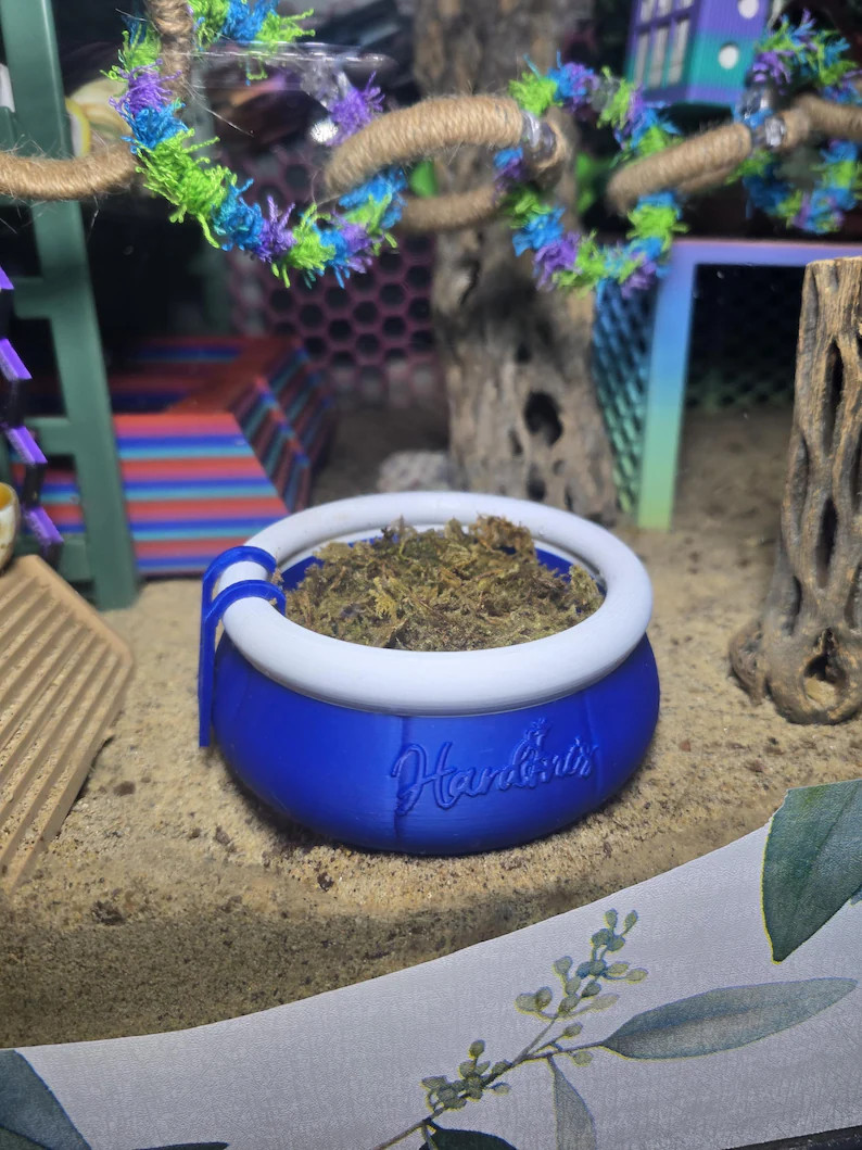 Hermit Crab Foraging "Pool" - Shell Shop | Etsy (Global)