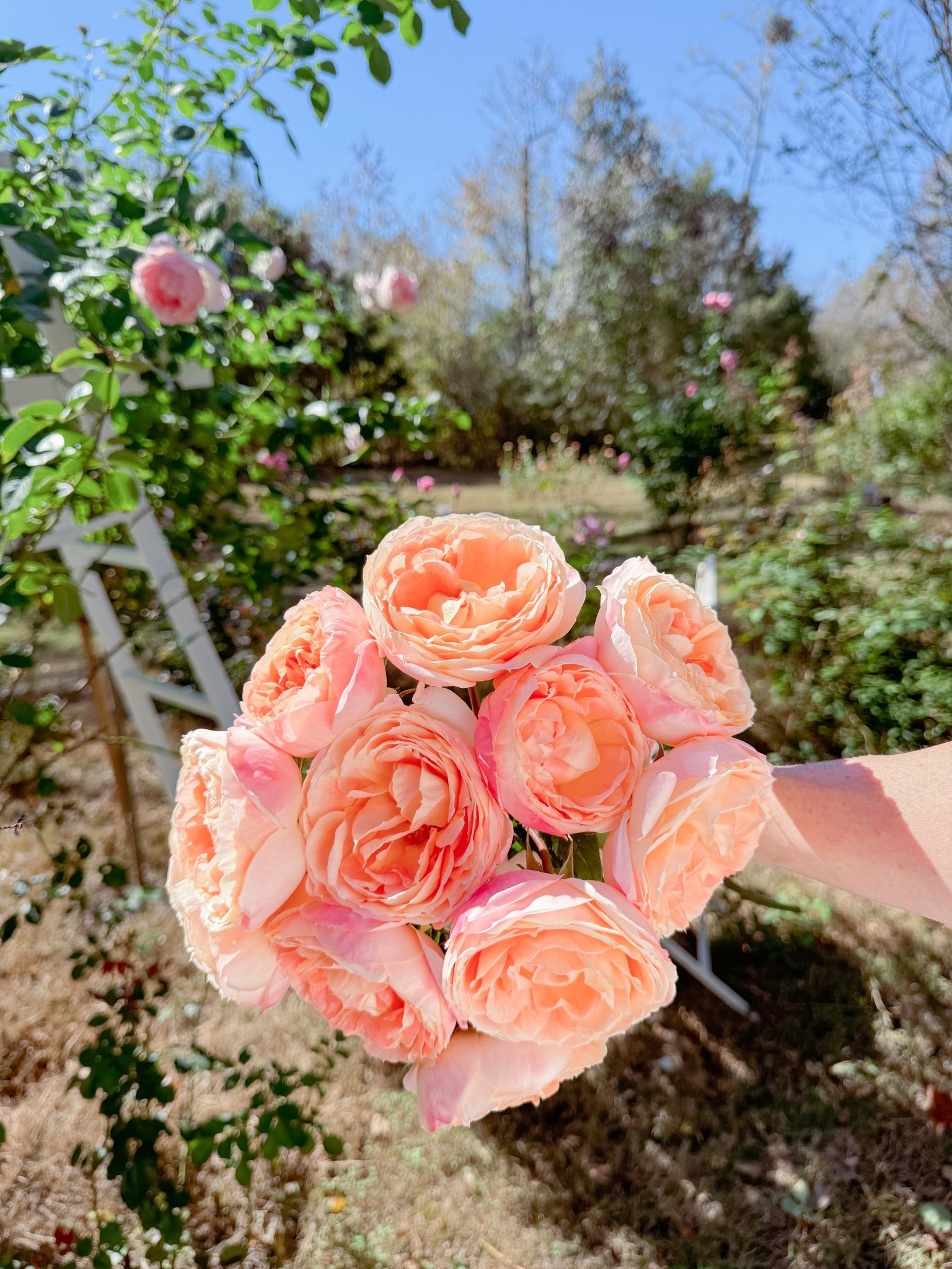 Princess Aiko!!  She’s so pretty! 

#LTKHome #LTKdayinmylife #LTKWedding