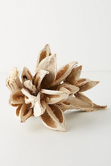 Bleached Dried Star Anise Pod | Anthropologie (US)
