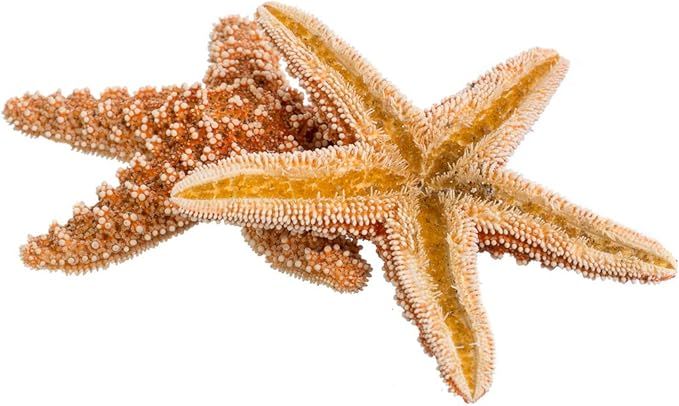 Sugar Starfish | 2 Real Large Brown Sugar Starfish | Plus Free Nautical eBook by Joseph Rains (4"... | Amazon (US)